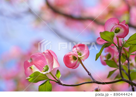 可愛いハナミズキを見上げたフレーム素材 可愛いハナミズキを見上げたフレーム素材 89044424