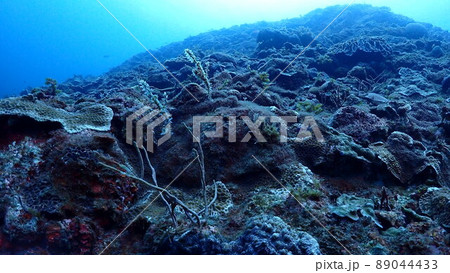 ニシキフウライウオ 89044433