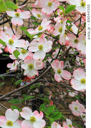 ハナミズキ ピンク ハナミズキ ピンク 89044500