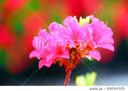 クルメツツジ くるめつつじ 赤花 ツツジ クルメツツジ くるめつつじ 赤花 ツツジ 89044505