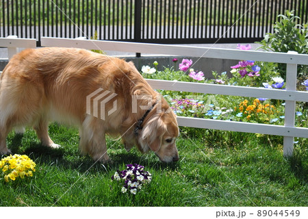 春のドッグランで匂いを嗅ぐ犬 89044549