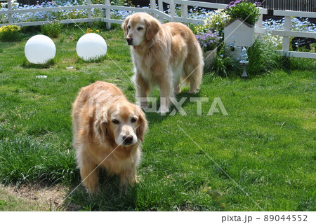 春のドッグランでのんびりする犬 春のドッグランでのんびりする犬 89044552