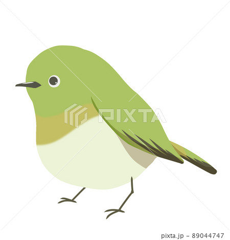 メジロのイラストのイラスト素材