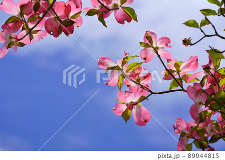 青空とハナミズキのフレーム 89044815