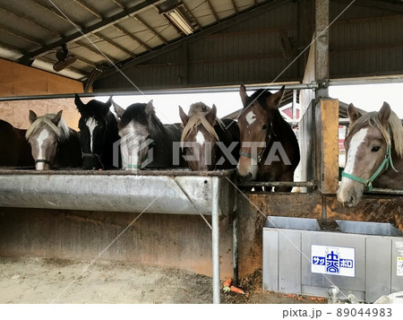 ばん馬の食事風景 ばん馬の食事風景 89044983