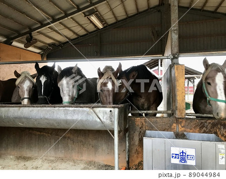 ばん馬の食事風景 89044984