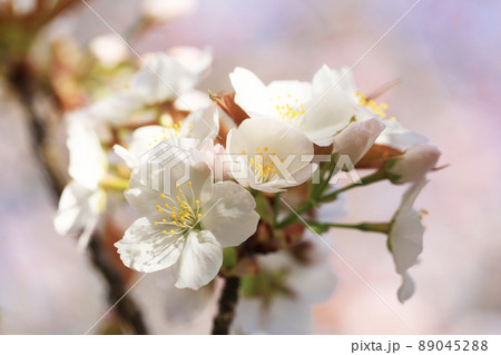 桜の花（御室有明） 89045288