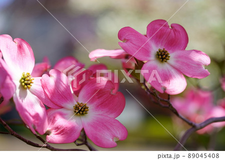 街路樹のカワイイハナミズキ 89045408
