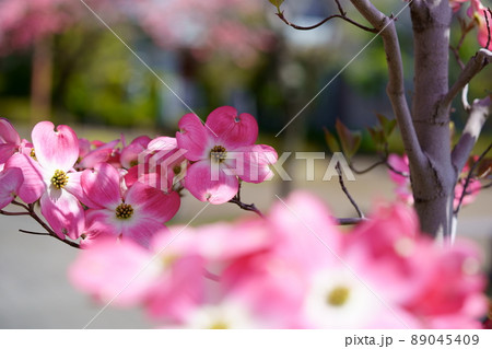 街路樹のカワイイハナミズキ 89045409