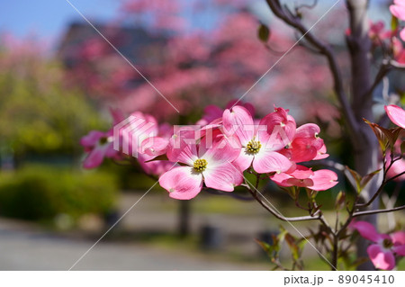 街路樹のカワイイハナミズキ 89045410