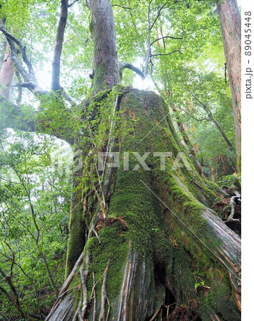 縄文杉トレッキングの絶景 縄文杉トレッキングの絶景 89045448