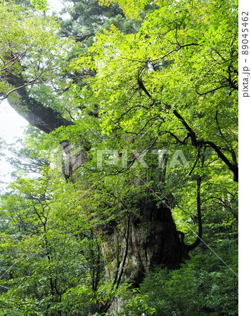 縄文杉トレッキングの絶景 89045462