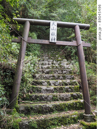 縄文杉トレッキングの絶景 縄文杉トレッキングの絶景 89045496