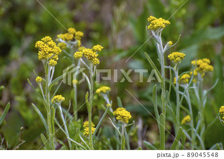 ハハコグサの黄色い花 89045548