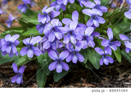 森に咲くコスミレ 89045564