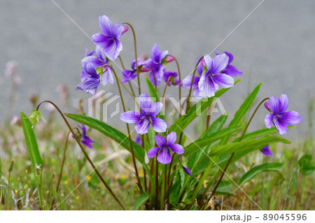 スミレの花 89045596