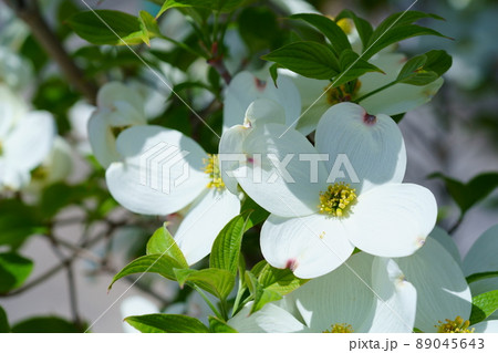 木洩れ日の中の白いハナミズキ 89045643