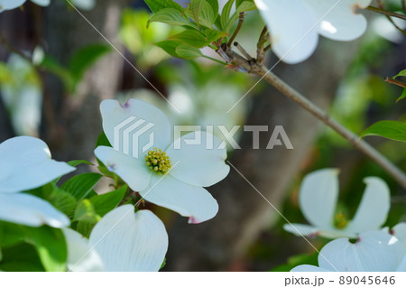 木洩れ日の中の白いハナミズキ 89045646