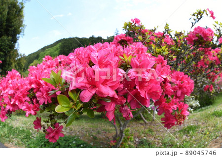 つつじ公園 つつじ公園 89045746