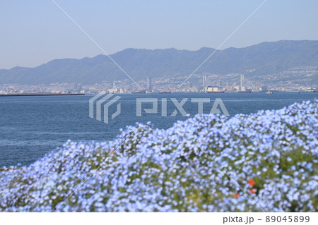 ネモフィラ畑と大阪湾と六甲山地 89045899