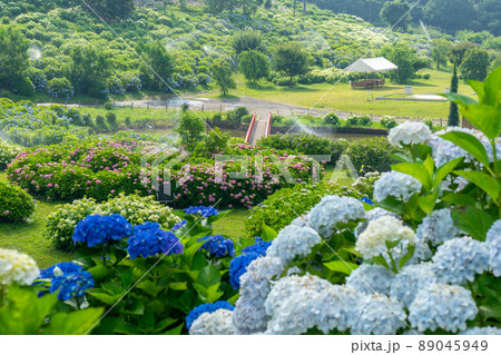 【三重県】かざはやの里~かっぱのふるさと~ あじさいまつり|三重県津市の紫陽花(あじさい)の名所 【三重県】かざはやの里~かっぱのふるさと~ あじさいまつり|三重県津市の紫陽花(あじさい)の名所 89045949