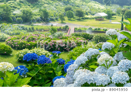 【三重県】かざはやの里~かっぱのふるさと~ あじさいまつり|三重県津市の紫陽花(あじさい)の名所 【三重県】かざはやの里~かっぱのふるさと~ あじさいまつり|三重県津市の紫陽花(あじさい)の名所 89045950