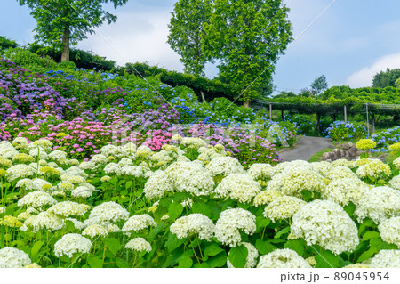 【三重県】かざはやの里～かっぱのふるさと～ あじさいまつり｜三重県津市の紫陽花（あじさい）の名所 89045954