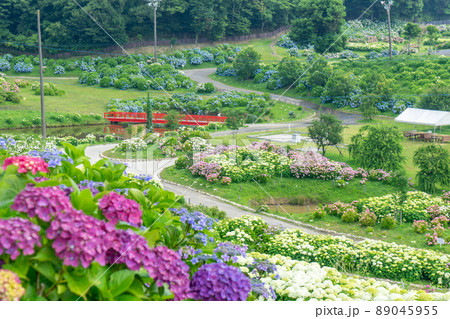 【三重県】かざはやの里～かっぱのふるさと～ あじさいまつり｜三重県津市の紫陽花（あじさい）の名所 89045955
