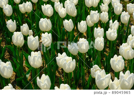 滋賀県米原市上丹生のチューリップ 滋賀県米原市上丹生のチューリップ 89045965