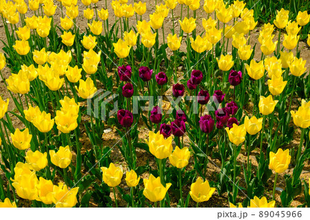 滋賀県米原市上丹生のチューリップ 滋賀県米原市上丹生のチューリップ 89045966