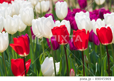 滋賀県米原市上丹生のチューリップ 滋賀県米原市上丹生のチューリップ 89045969