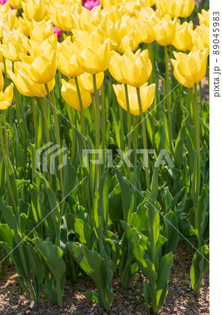 滋賀県米原市上丹生のチューリップ 89045983