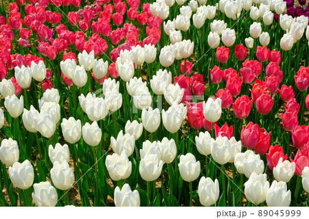 滋賀県米原市上丹生のチューリップ 滋賀県米原市上丹生のチューリップ 89045999