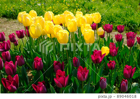 滋賀県米原市上丹生のチューリップ 滋賀県米原市上丹生のチューリップ 89046018