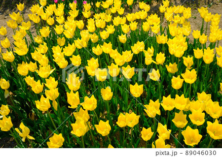 滋賀県米原市上丹生のチューリップ 滋賀県米原市上丹生のチューリップ 89046030