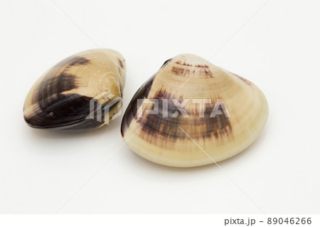 ハマグリ　蛤 89046266