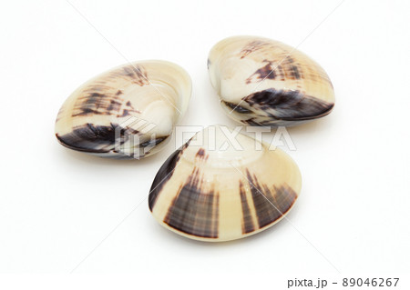 ハマグリ　 89046267