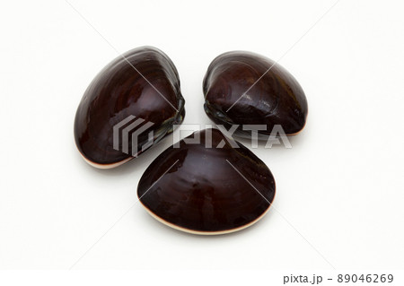 ハマグリ（栗色）　蛤 89046269