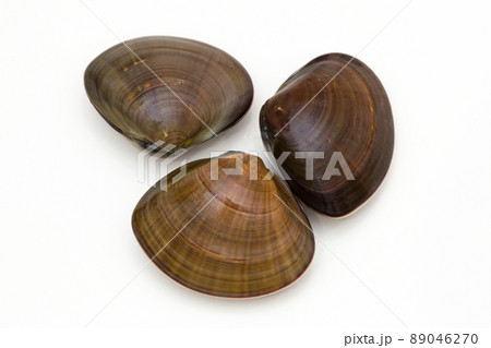 ハマグリ 蛤 ハマグリ 蛤 89046270