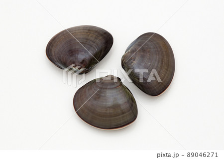 ハマグリ　蛤 89046271