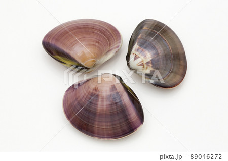 ハマグリ　蛤 89046272