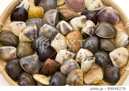 ハマグリ　蛤 89046276