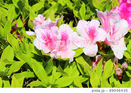 ツツジ ピンク色の花 ツツジ ピンク色の花 89046430
