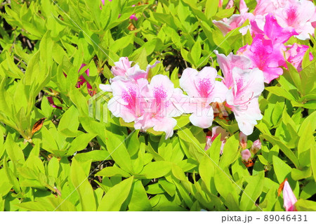 ツツジ ピンク色の花 ツツジ ピンク色の花 89046431