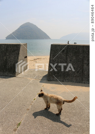 佐柳島の猫 89046464