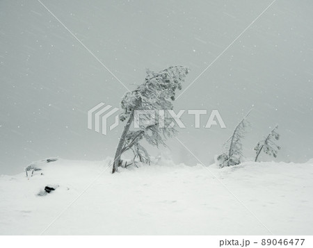 Magical bizarre silhouettes of trees are plastered with snow. Arctic harsh nature. Mystical fairy tale of the winter misty forest. Snow covered trees on mountainside. Poor visibility, blizzard. Magical bizarre silhouettes of trees are plastered with snow. Arctic harsh nature. Mystical fairy tale of the winter misty forest. Snow covered trees on mountainside. Poor visibility, blizzard. 89046477