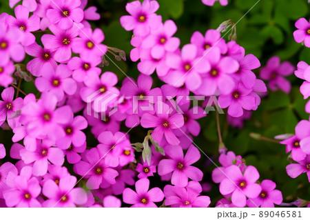 イモカタバミの可憐な花 89046581