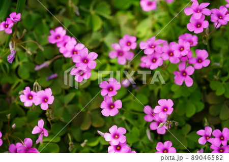 イモカタバミの可憐な花 89046582