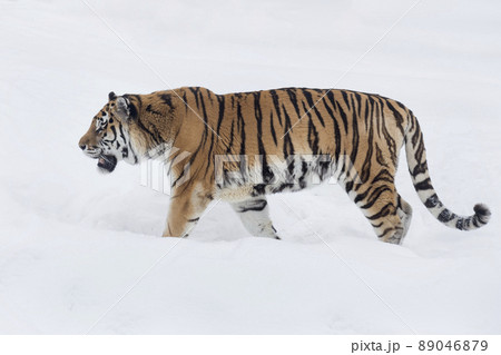 Wild siberian tiger is walking on a white snow. 89046879