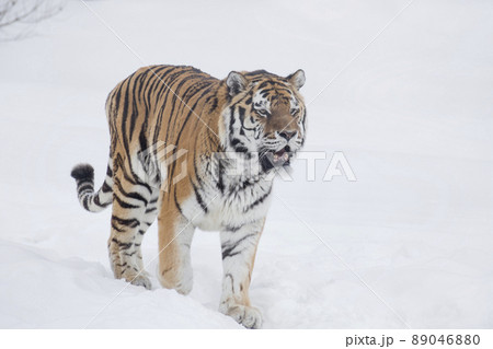 Careful amur tiger is standing on a white snow. Careful amur tiger is standing on a white snow. 89046880